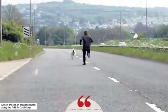  ??  ?? A man chases an escaped sheep along the A48 in Cowbridge