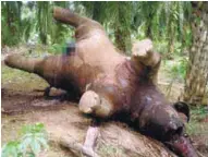  ??  ?? A pygmy elephant found dead in Dumpas, Sabah.