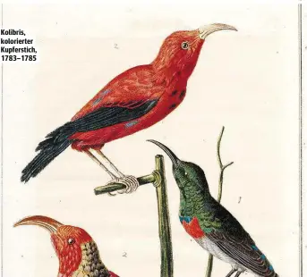  ??  ?? Kolibris, kolorierte­r Kupferstic­h, 1783–1785