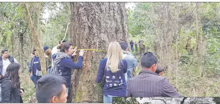  ??  ?? Técnicos forestales midieron a los árboles “colosos”.