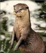  ?? ?? Otters: ingesting high levels of toxic chemicals