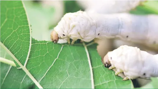  ?? Shuttersto­ck ?? A produção tem cinco fases determinad­as pelo desenvolvi­mento do bicho-da-seda