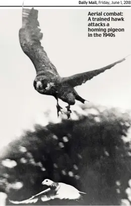  ??  ?? Aerial combat: A trained hawk attacks a homing pigeon in the 1940s