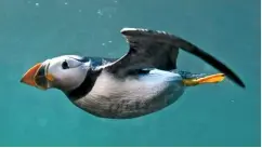  ??  ?? The puffin swims underwater with semi-extended wings, which are used as paddles. Its feet act as a rudder, as it goes in search of food.