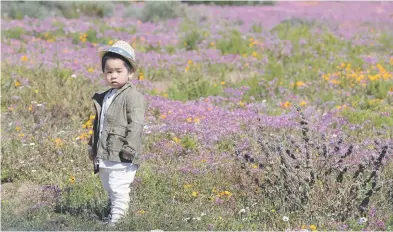  ?? Picture: EPA-EFE ?? A boy in a field of wild fynbos in the West Coast National Park near Velddrif, Western Cape. For a few weeks in spring, the usually barren west coast turns into a tapestry of colours with an explosion of wild flowers.