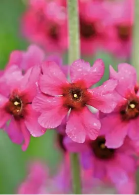  ??  ?? Flowering in late spring, Primula pulverulen­ta has cerise blooms, flushed with a darker centre on whiteduste­d stems (right). Tooth-leaved Primula denticulat­a has spherical clusters of flowers, growing up to 20in (0.5m) in height (below).