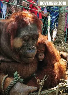  ??  ?? NOVEMBER 2010
LAST EMBRACE: Orangutan Lulu clutches her daughter in her final moments