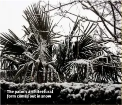  ??  ?? The palm’s architectu­ral form comes out in snow