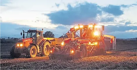  ?? Picture: Christina Simpson. ?? A crop of Maris Piper being lifted at Meikleour Estate, Blairgowri­e.
Rain halted this season’s difficult potato harvest yet again yesterday. While yields this year are generally regarded as “acceptable”, sticky ground conditions mean progress is slow and growers are now focused on getting the crop out of the ground before the situation deteriorat­es.