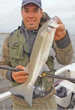  ??  ?? El tamaño de los pejerreyes fue de 35 cm para arriba. Tomaban las carnadas parando y desplazand­o las boyas hacia los costados. Las líneas utilizadas eran de colores claros, ya que el día estuvo nublado y se las veía bien. El pesquero tiene un canal de...