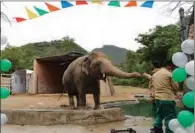  ?? (AFP) ?? A wildlife caretaker feeds Kaavan, Pakistan’s only Asian elephant, at the Marghazar Zoo in Islamabad recently.