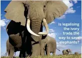  ??  ?? Is legalising the ivory trade the way to save elephants?