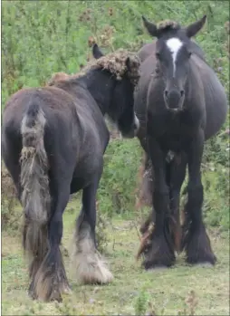  ??  ?? People are worried about the condition of the horses in a field off Victoria Road, Ashford