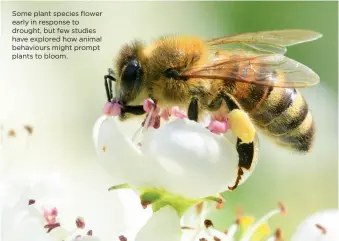  ??  ?? Some plant species flower early in response to drought, but few studies have explored how animal behaviours might prompt plants to bloom.