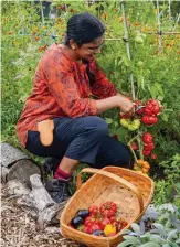  ??  ?? Rekha harvests her tomatoes and aubergines to make a tasty curry