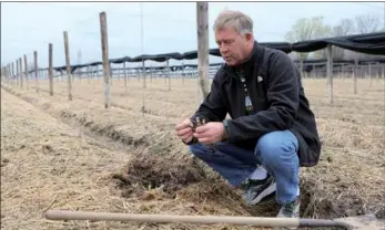  ?? HEZI JIANG / FOR CHINA DAILY ?? Kirk Baumann at Baumann Farms, the largest ginseng producer in the US, is looking for partners in China for its brand products.