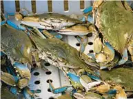  ?? JERRY JACKSON/BALTIMORE SUN ?? Sorted blue crabs sit in a bin aboard the FV Southern Girl as the crew pulls lines of crab pots last summer.