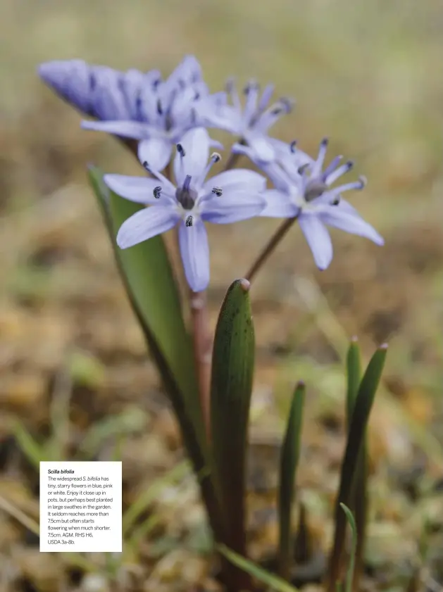  ??  ?? Scilla bifolia
The widespread S. bifolia has tiny, starry flowers in blue, pink or white. Enjoy it close up in pots, but perhaps best planted in large swathes in the garden. It seldom reaches more than 7.5cm but often starts flowering when much shorter. 7.5cm. AGM. RHS H6,
USDA 3a-8b.