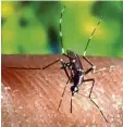  ?? Foto: dpa ?? Die Stechmücke „Anopheles quadrima culatus“kann unter anderem Malaria übertragen.