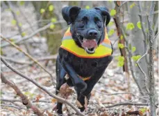  ??  ?? Üben für den Ernstfall: Das Rettungshu­nde-Training sollte spielerisc­h sein und den Tieren Spaß machen.
