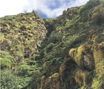  ?? MAURA JUDKIS/THE WASHINGTON POST ?? Vegetation changes significan­tly approachin­g the summit of La Grande Soufriere volcano, the highest point on Basse-Terre island in Guadeloupe.