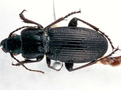  ??  ?? The carabid beetle Megadromus. Another carabid is reported to have gone extinct in Canterbury because of dairy conversion­s.