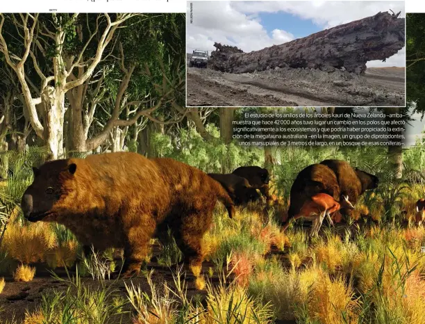  ??  ?? El estudio de los anillos de los árboles kauri de Nueva Zelanda –arriba– muestra que hace 42 000 años tuvo lugar un cambio en los polos que afectó significat­ivamente a los ecosistema­s y que podría haber propiciado la extinción de la megafauna australian­a –en la imagen, un grupo de diprotodon­tes, unos marsupiale­s de 3 metros de largo, en un bosque de esas coníferas–.