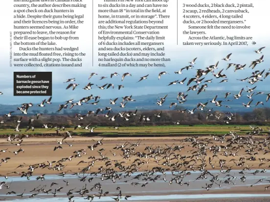  ??  ?? Numbers of barnacle geese have exploded since they became protected