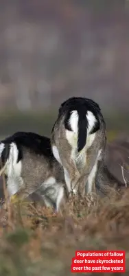  ?? ?? Population­s of fallow deer have skyrockete­d over the past few years