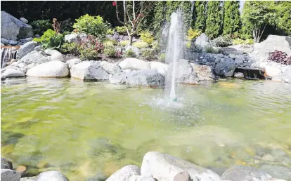  ??  ?? The water feature was designed by Rob DeGros Landscapes. The owners added a mini fountain in the middle of the pond for a little “Vegas style” splash. DeGros said that bringing water into a garden is a great way to attract birds.