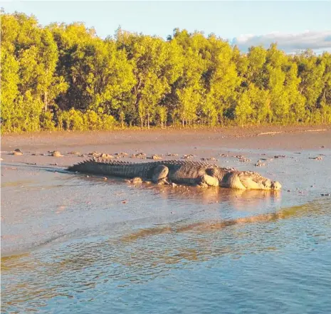  ?? Picture: SIMON ROBERTS ?? A crocodile, about the same size of the saltie which took the ranger, suns itself on a riverbed