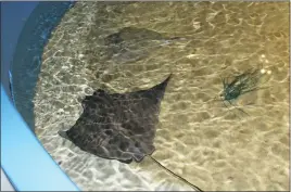  ?? STAFF PHOTOS BY SARAH FALLIN ?? Above, a ray swims along in the main exhibit tank at the Calvert Marine Museum. Below, skates lay eggs in “mermaid’s purses,” pictured here, while rays give birth to their young.