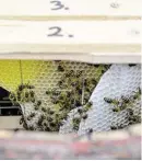  ?? BILD: SN/KP ?? Ein Blick ins Innere des Eichenfass­es: Die Bienen bauen ihre Waben nach eigenem Bauplan – je älter, desto dunkler wird das Wachs.