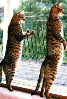  ??  ?? A glass act: These two 15-year-old Bengals are Fiki (right) and sister Kira. Owner Karen Leahy of Poole, Dorset, says Fiki once pulled a wine bottle from a cupboard and smashed it