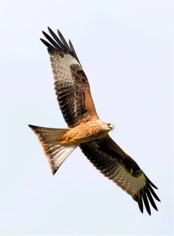  ??  ?? A soaring red kite reveals its forked tail, which it twists to change direction, and distinctiv­e wings.