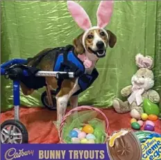  ?? Cadbury ?? Lieutenant Dan of New Richmond, Ohio, is the 2020 Cadbury Bunny.