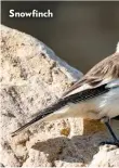  ??  ?? Snowfinch