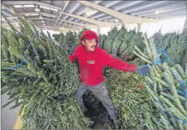  ?? JOHN SPINK / JSPINK@AJC.COM ?? Live Christmas trees are becoming available all over metro Atlanta. Last December, Eleutevio Covana Torres of Appalachia­n Farms of Cranberry from North Carolina helped load Christmas trees at G&S Trees at the Atlanta State Farmers Market in Forest Park.