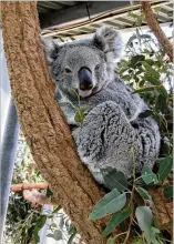  ??  ?? Ronnie Frostig shared this photo of a koala at the Sydney Zoo.