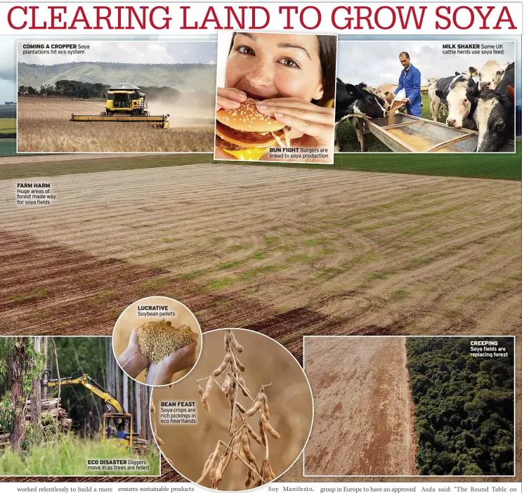  ?? ?? FARM HARM Huge areas of forest made way for soya fields
LUCRATIVE Soybean pellets
ECO DISASTER Diggers move in as trees are felled
BEAN FEAST Soya crops are rich pickings in eco heartlands
BUN FIGHT Burgers are linked to soya production
