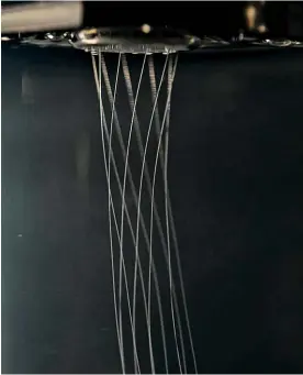  ??  ?? THREAD-BEARING: Spiders produce silk threads that are stronger than steel but extremely lightweigh­t. Bolt Threads is replicatin­g the process, making large quantities with engineered yeast.