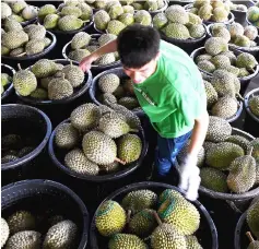  ??  ?? According to Fama, this year’s durian output has increased three-fold to 180,000 metric tonnes, from 60,000 metric tonnes last year. — Bernama photo