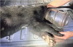  ?? PROVIDED BY TWRA ?? A bear cub with its head stuck in a food container was rescued by the Tennessee Wildlife Resources Agency near Chilhowee Lake.