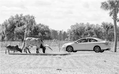  ?? PATRICK CONNOLLY/ORLANDO SENTINEL PHOTOS ?? An Ankole-Watusi and Brahman cattle eat lunch at Wild Florida’s drive-thru safari in March.