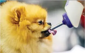  ??  ?? Landon, a Pomeranian, takes a drink from his owner Carrie Randle from Thunder Bay, Ont., during the dog show in St-Lazare Saturday.