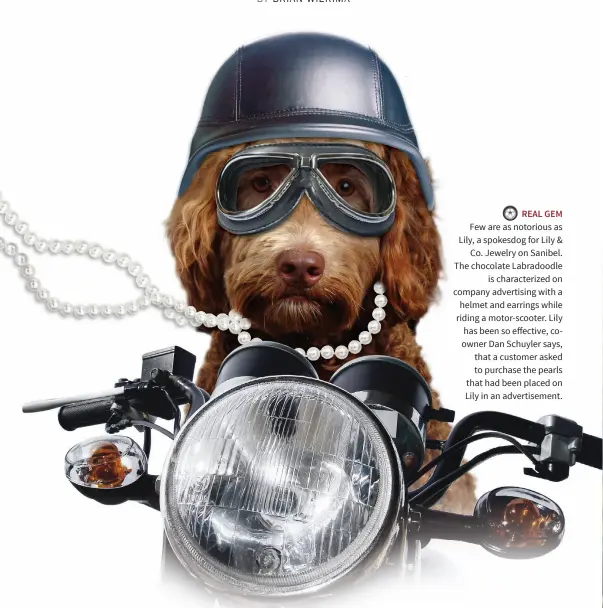  ??  ?? REAL GEM Few are as notorious as Lily, a spokesdog for Lily & Co. Jewelry on Sanibel. The chocolate Labradoodl­e is characteri­zed on company advertisin­g with a helmet and earrings while riding a motor-scooter. Lily has been so effective, coowner Dan...