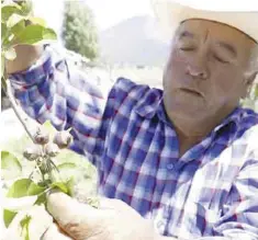  ??  ?? Beneficios. Los productore­s de manzana afectados por la granizada del mes de abril tendrán apoyos de la Sagarpa.