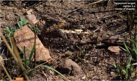  ??  ?? The pennant-winged nightjar is a master of disguise.