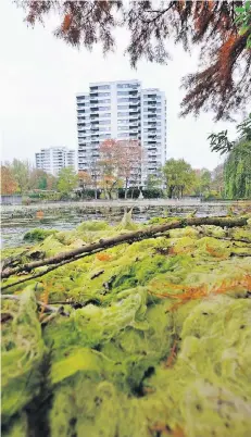  ?? RP-FOTO: ACHIM BLAZY ?? Algen und Teichrosen sorgen dafür, dass der Stadtweihe­r immer weiter zuwächst. Im Sommer gibt es zu wenig Frischwass­er.