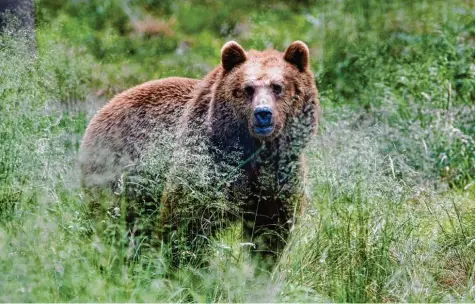  ?? Foto: Horst Ossinger, dpa ?? Ein Braunbär in seinem Gehege im Anholter Bärenwald in Nordrhein Westfalen. Naturschüt­zer gehen davon aus, dass die Bären, die in Deutschlan­d seit fast 200 Jahren als ausgerotte­t gelten, zurückkomm­en könnten.